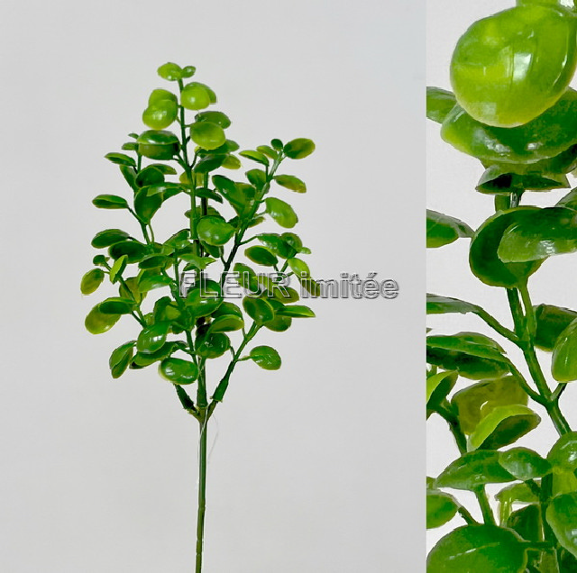 Buxus záp. 34cm  12/144