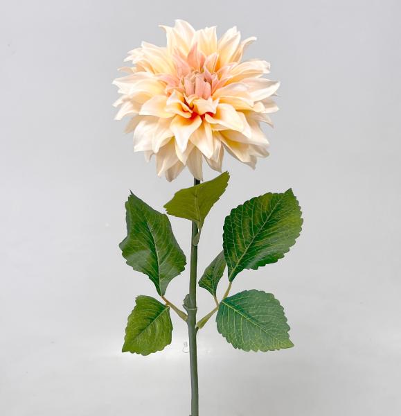 Jiřina x1 70cm 24/192