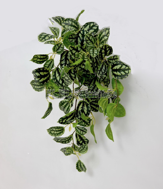 Tradescancia pop. 46cm 24/120