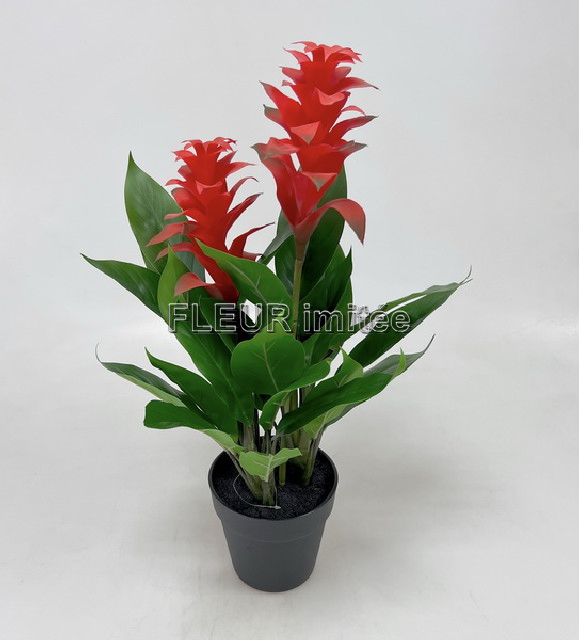 Guzmanie v květ.60cm latex