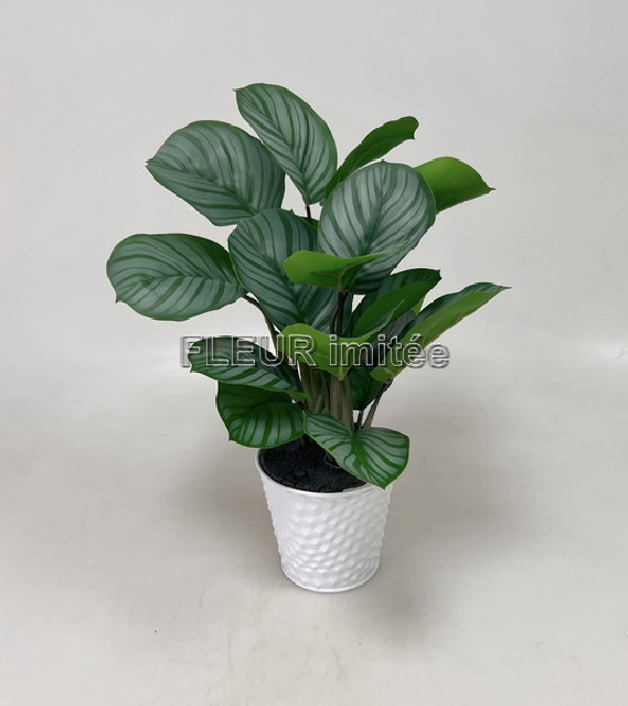 Alocasia v květ.45cm