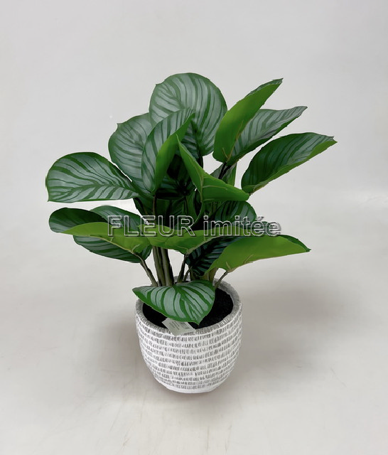 Alocasia v květ.45cm