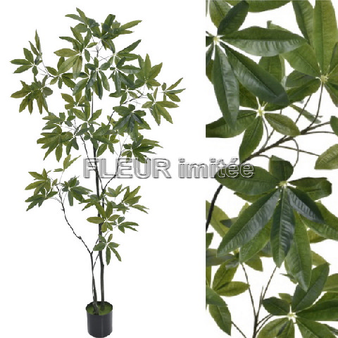 Schefflera  keř 240cm 1/2
