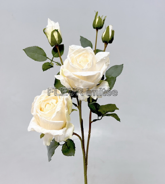 Růže Charlotte 65cm