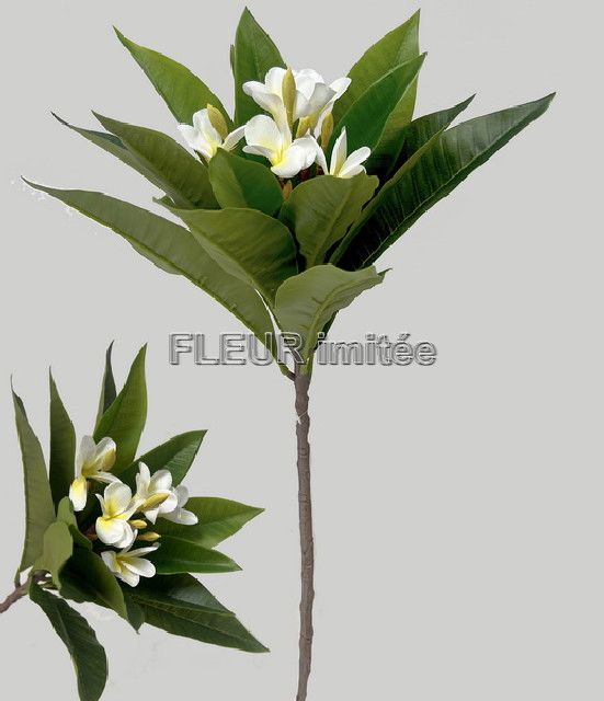 Plumerie větev 90cm 12/72