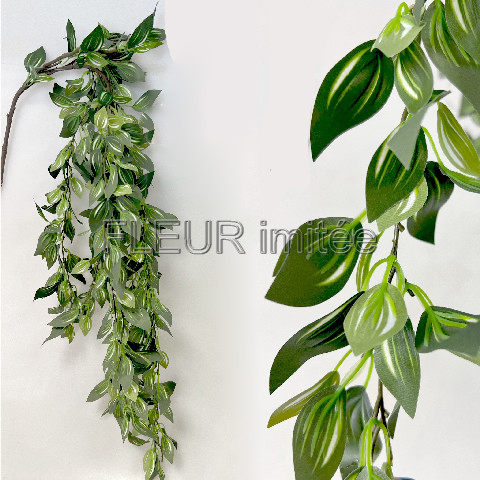 Tradescantia pop.105cm x3  12/48
