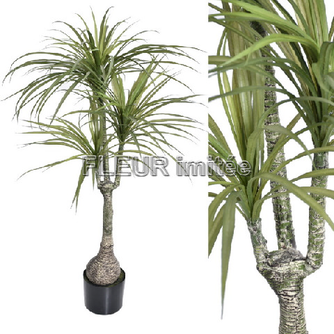 Yucca x3 150cm 1/2