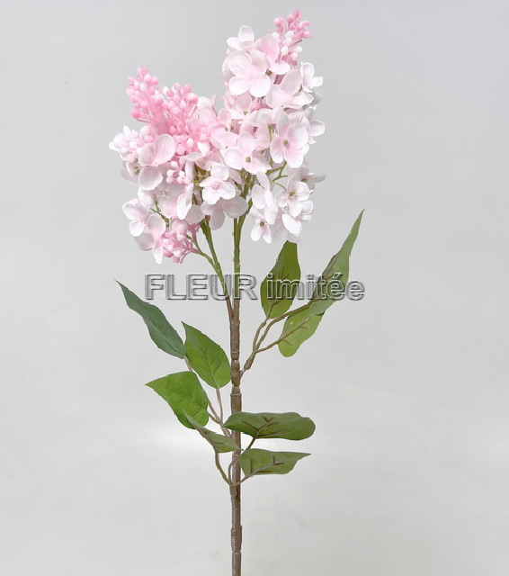 Šeřík x4 72cm  24/240