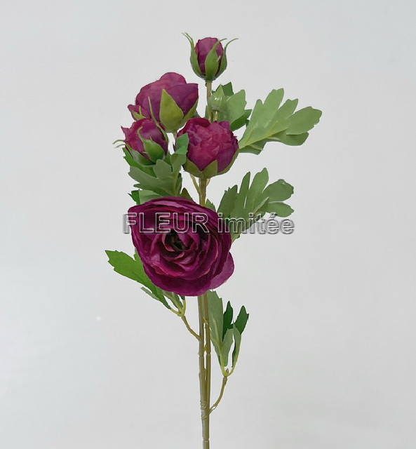 Ranunculus x1 51cm 12/60