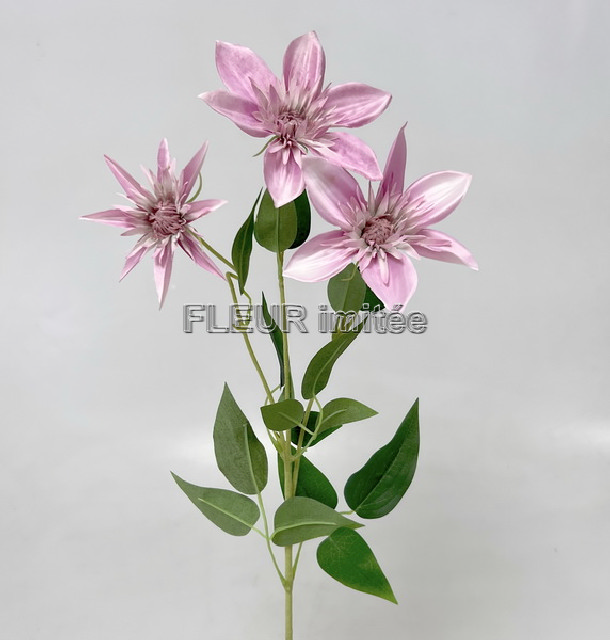 Clematis x3 74cm  36/360
