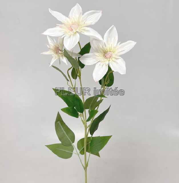Clematis x3 74cm  36/360