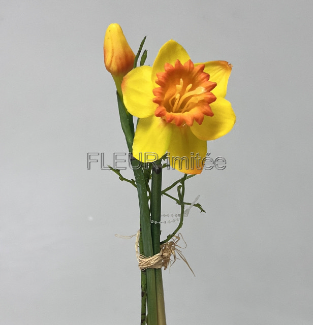 Narcis x2 latex  25cm