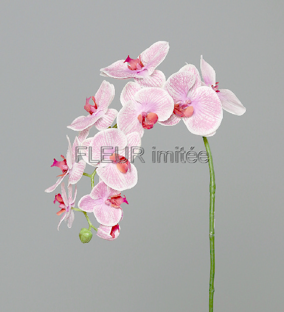 Orchidea phal.95cm    8/48